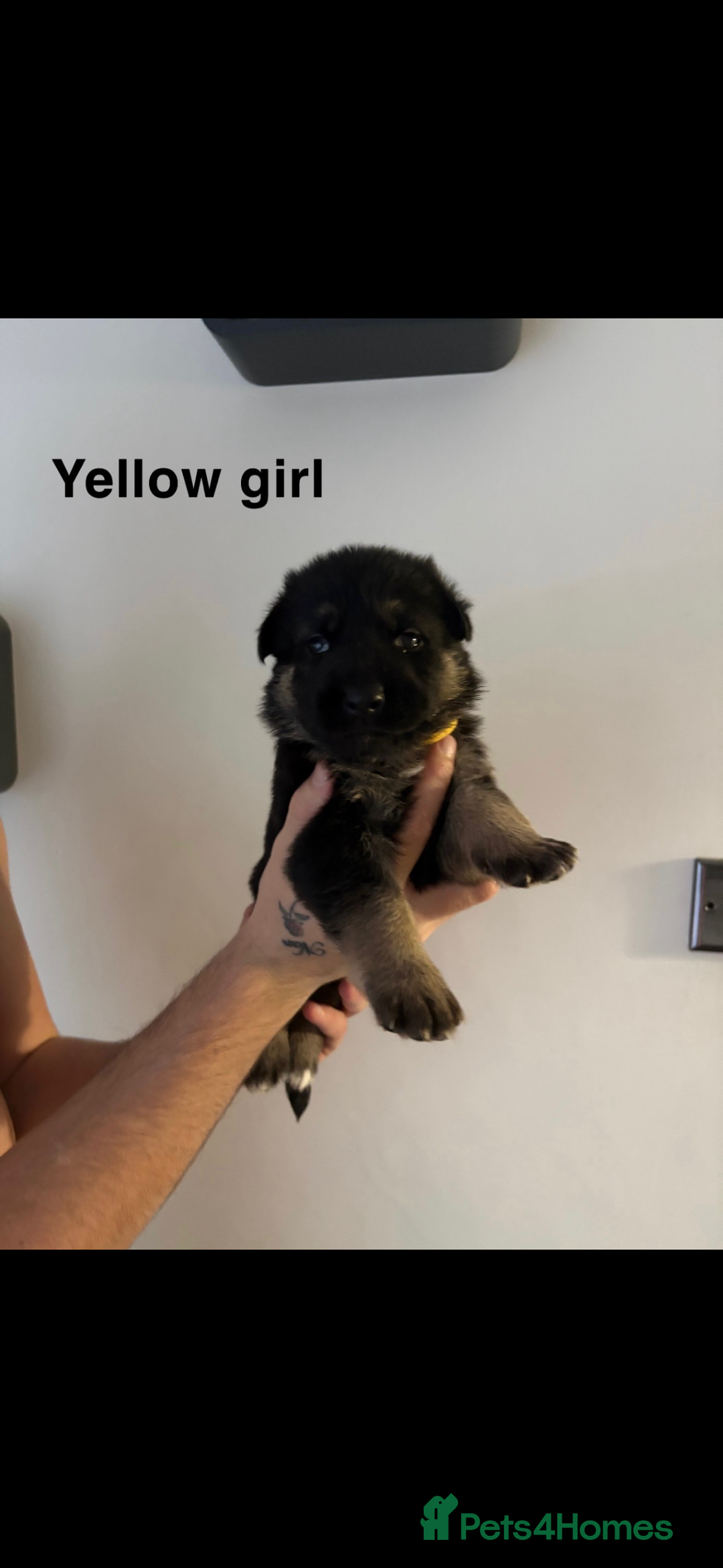 German Shepherd dogs for sale: German shepherd litter  - Image 11