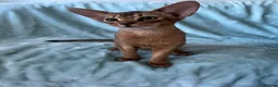 Abyssinian cats for sale: Beautiful Abyssinian boys - Advert 9