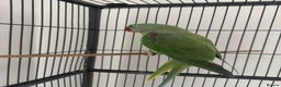 Parrots birds for sale: Indian ring neck parrot - Advert 3