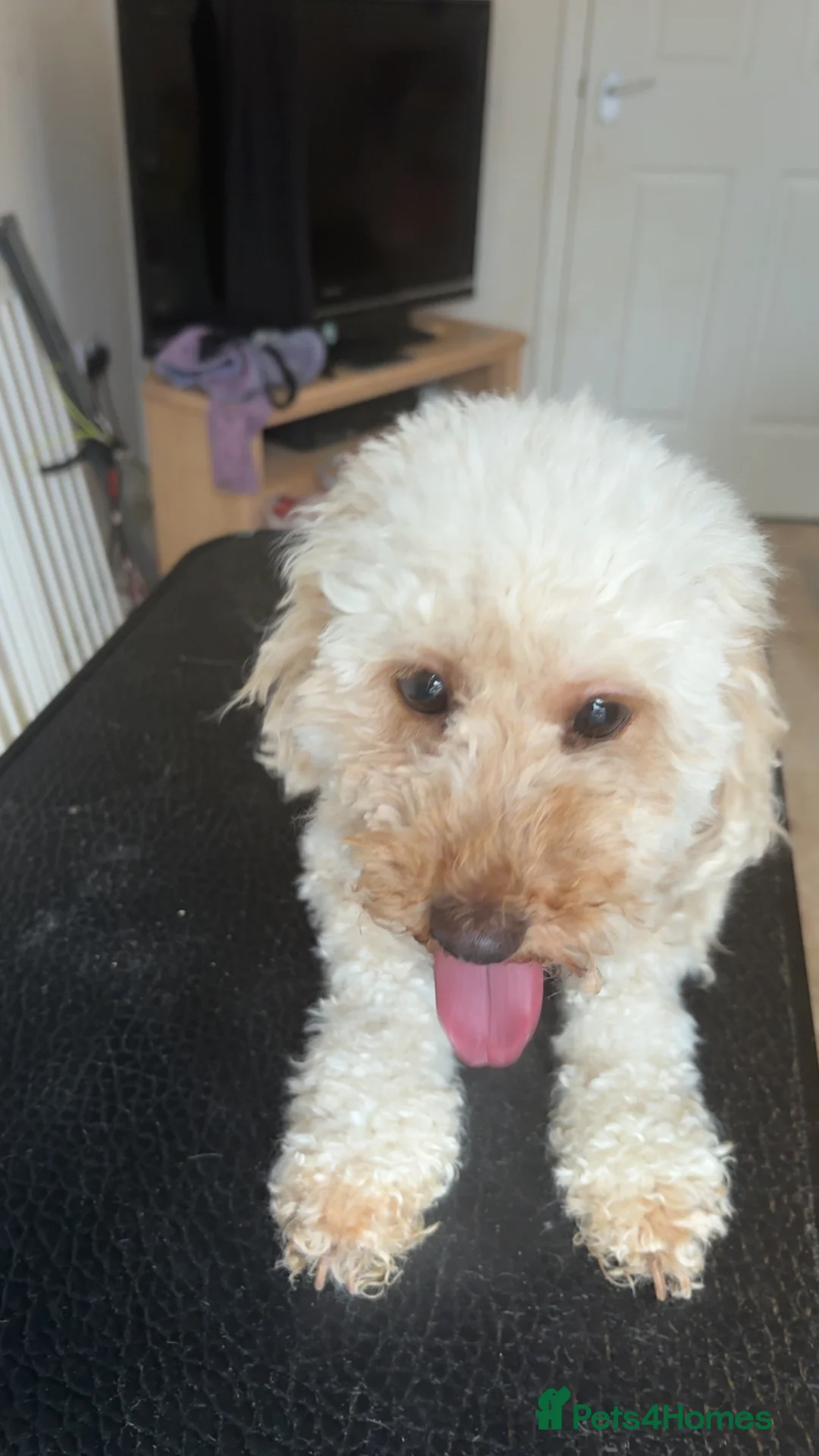 Mixed Breed dogs for sale: Beautiful Millie looking for a new family. - Advert 2