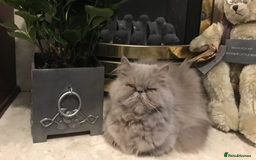 Persian cats for sale: 2 ULTRA AFFECTIONATE COLOURPOINT PERSIAN KITTENS  - Image 6