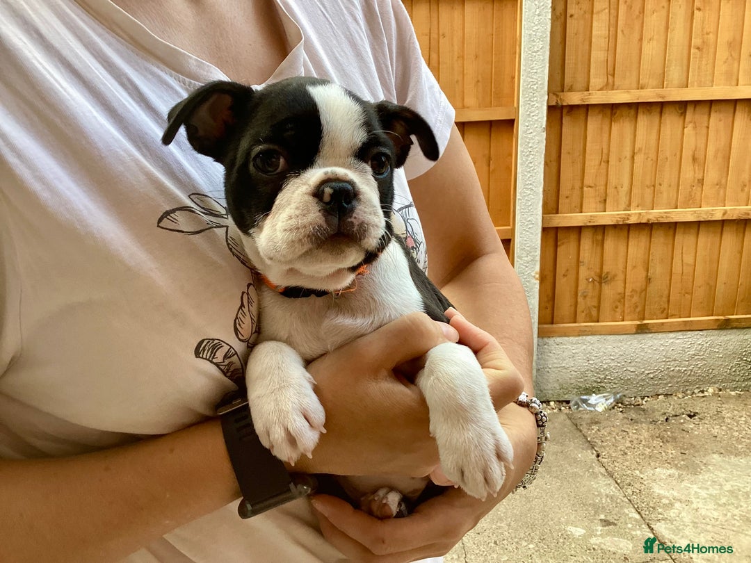 Boston Terrier dogs for sale: 9 BEAUTIFUL BOSTON TERRIER PUPPIES (2 GIRLS LEFT) - Image 4