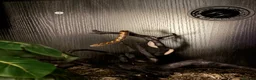 Boa Snake reptiles for sale: kenyan sand boa snake in Swindon - Advert 2