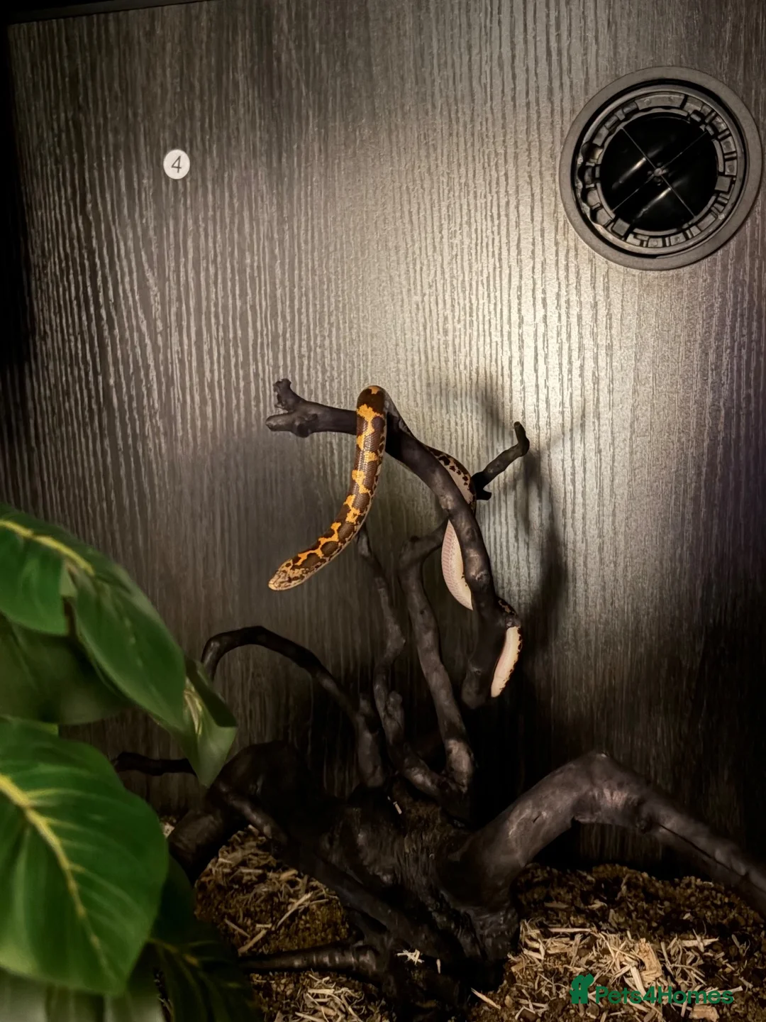 Boa Snake reptiles for sale: kenyan sand boa snake in Swindon - Advert 2
