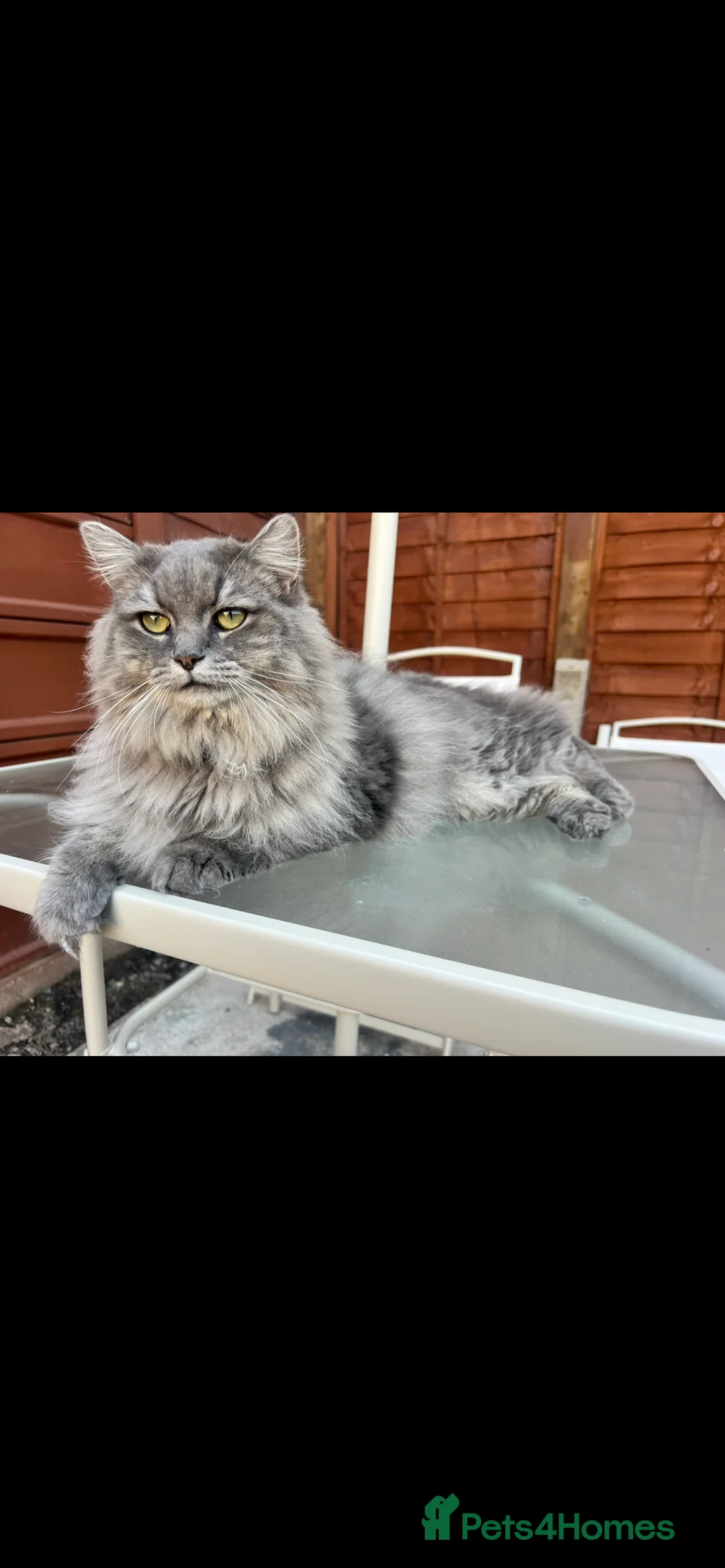 Mixed Breed cats for sale: 2 gorgeous boys ( Timmy & Bluey )  - Advert 2