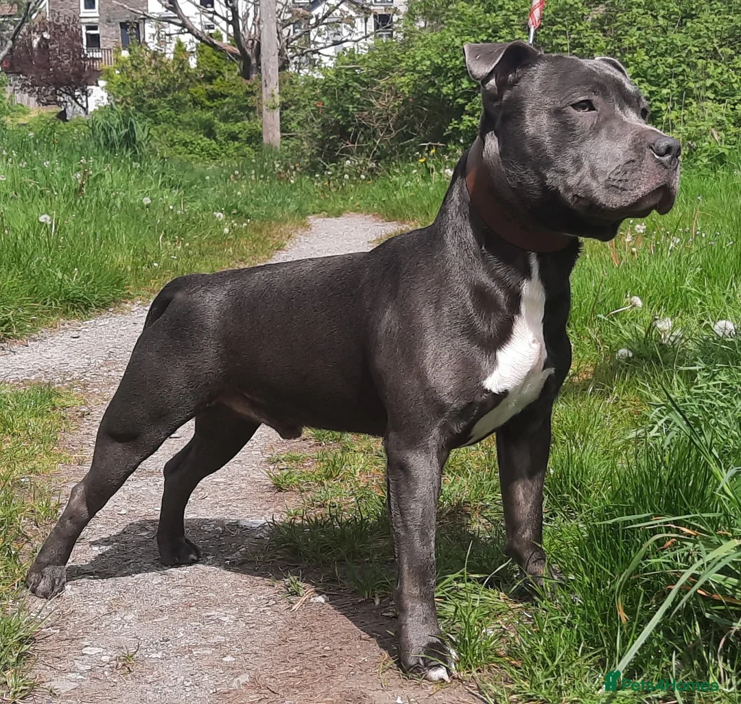 Staffordshire Bull Terrier dogs for sale: Blue Staff puppies Available  - Advert 10