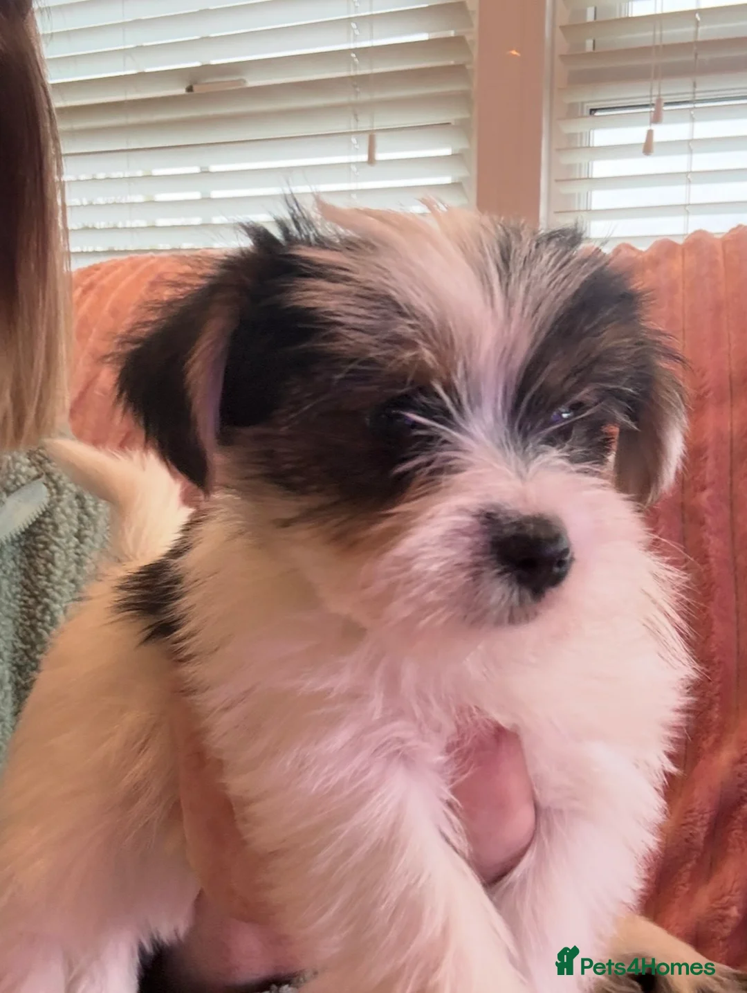 Yorkshire Terrier dogs for sale: Miniature Yorkshire Terrier Puppies  - Advert 13