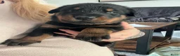 Mixed Breed dogs for sale: Adorable Doberman & Beauceron puppies for sale - Advert 16
