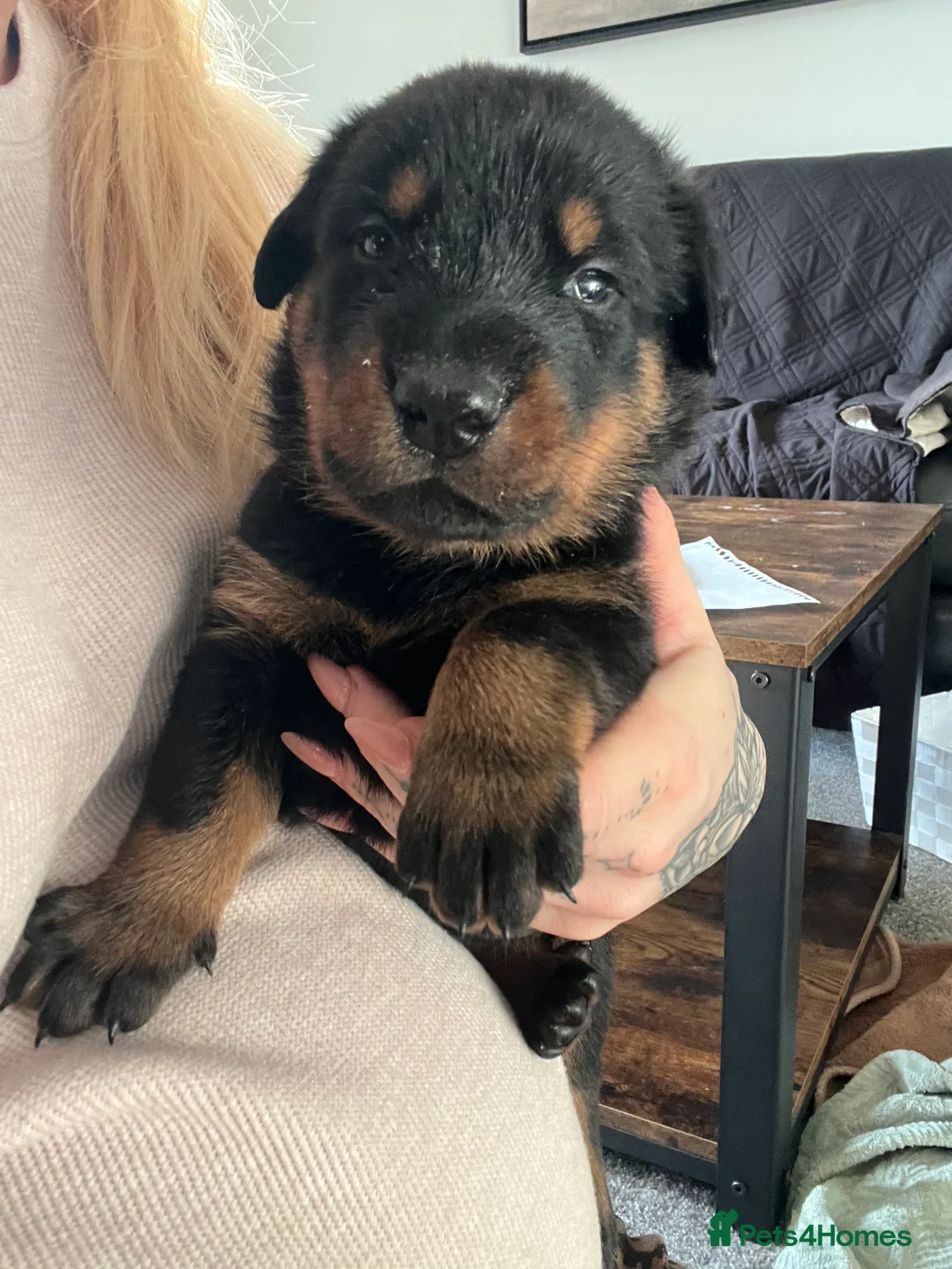 Mixed Breed dogs for sale: Adorable Doberman & Beauceron puppies for sale - Advert 16