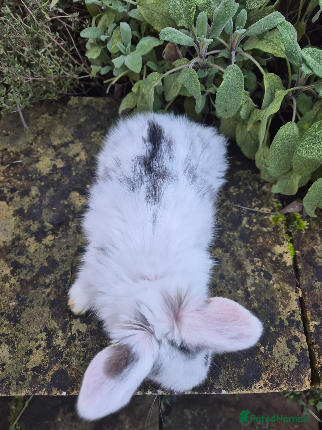 Mini Lop rabbits for sale: Mini Lops  - Advert 3
