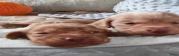 Cocker Spaniel dogs for sale: Beautiful Cocker spaniel puppies  in Driffield - Advert 13