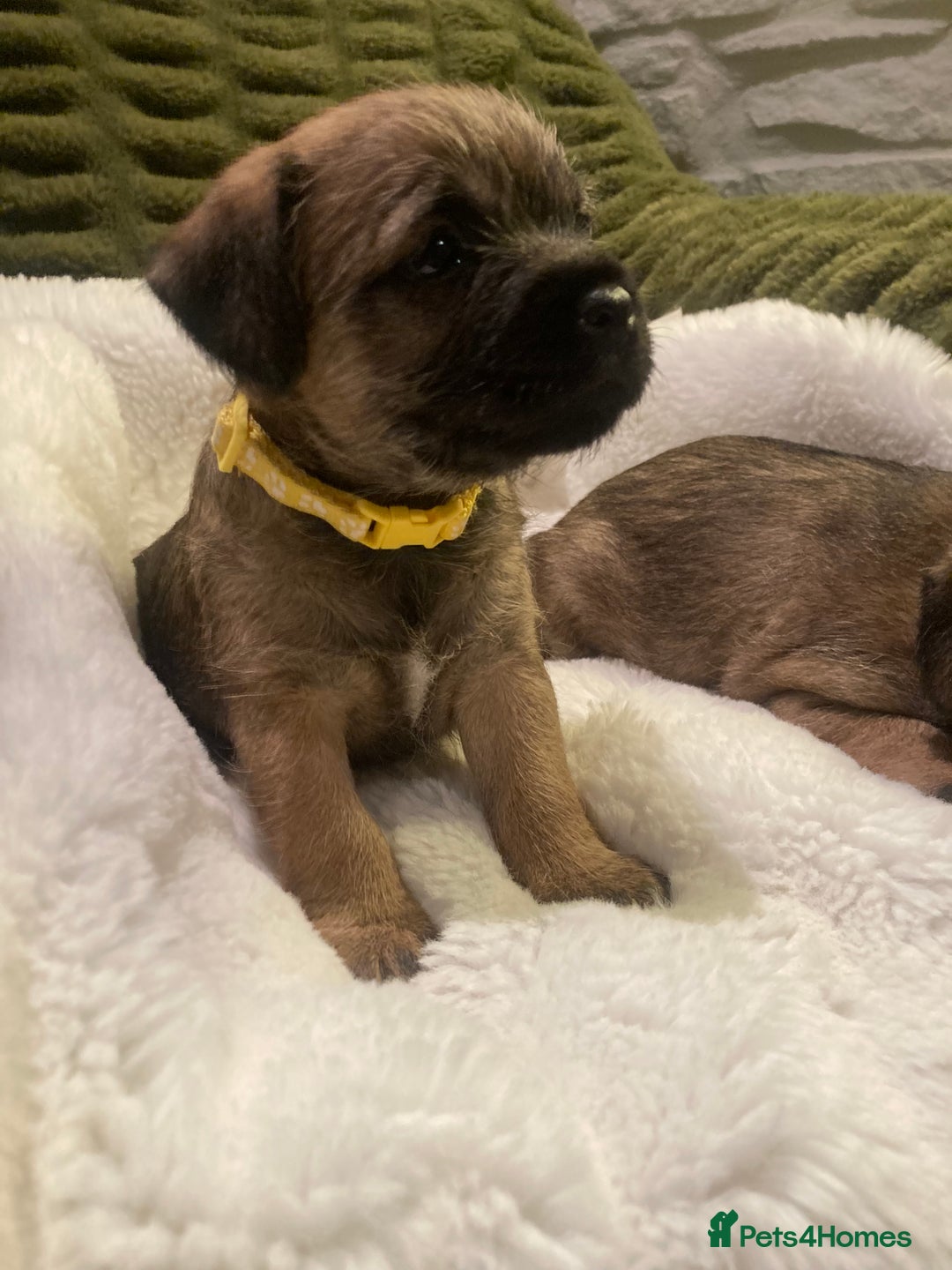 Border Terrier dogs for sale: Quality Border Terrier Puppies - Advert 3