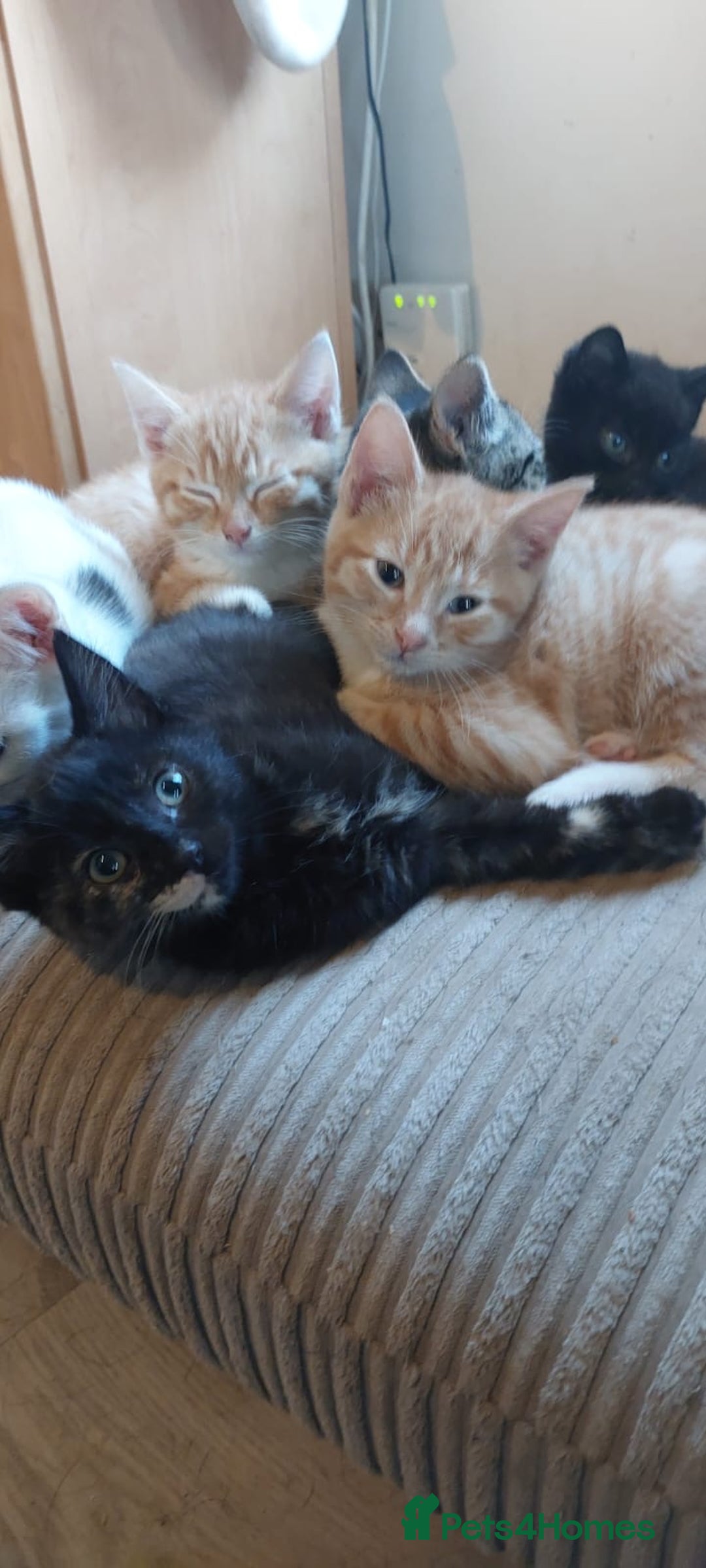 Mixed Breed cats for sale: Beautiful, lively, loving kittens  - Advert 2