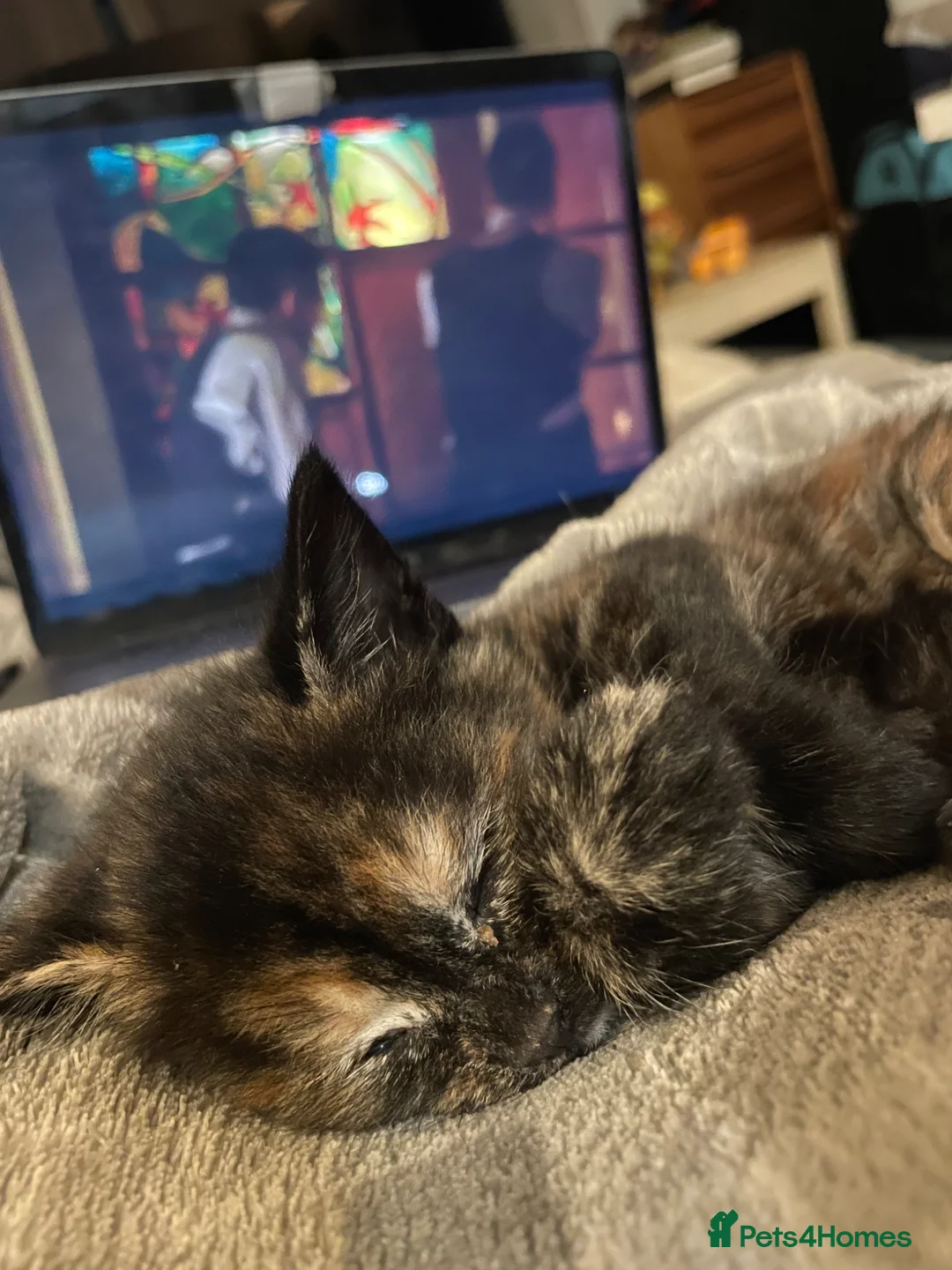 Mixed Breed cats for sale: 5 gorgeous medium/shorthair kittens - Advert 13