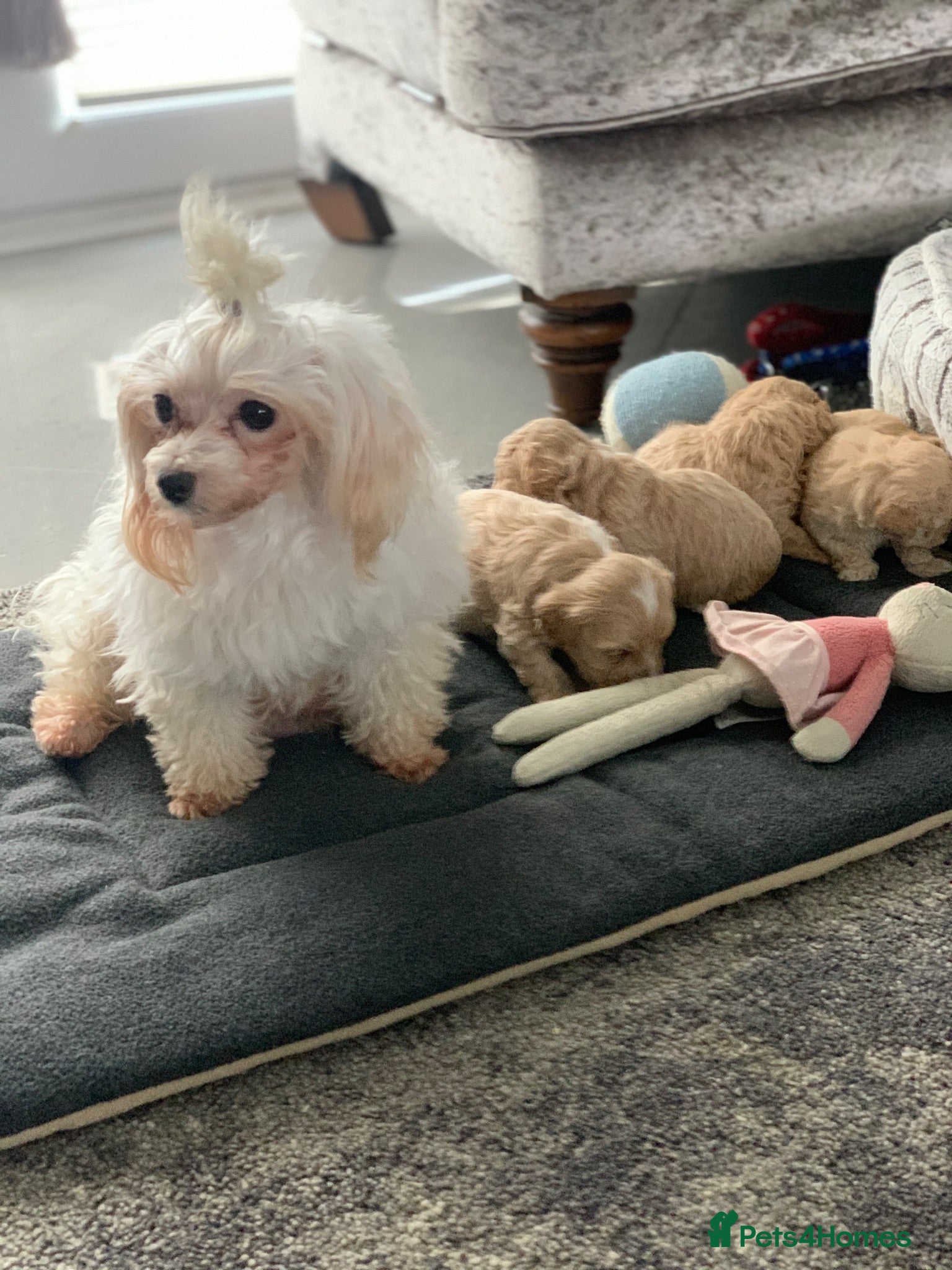 Maltipoo dogs Stunning litter of maltipoo Puppies - Advert 3