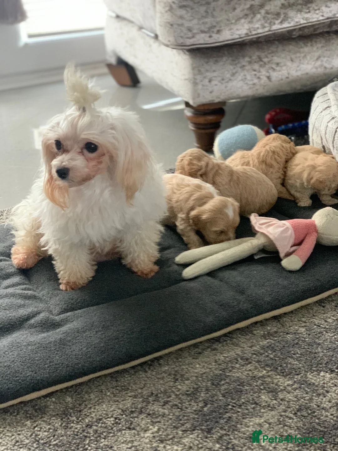Maltipoo dogs for sale: Stunning litter of maltipoo Puppies - Advert 1