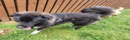 Caucasian Shepherd Dog dogs for sale: ***FERN RESCUE* 1 YR OLD CAUCASIAN SHEPARD in Glasgow - Advert 8