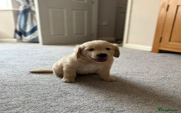 Golden Retriever dogs for sale: 5 Male Golden Retriever Galactic Puppies For Sale in Nottingham - Image 10