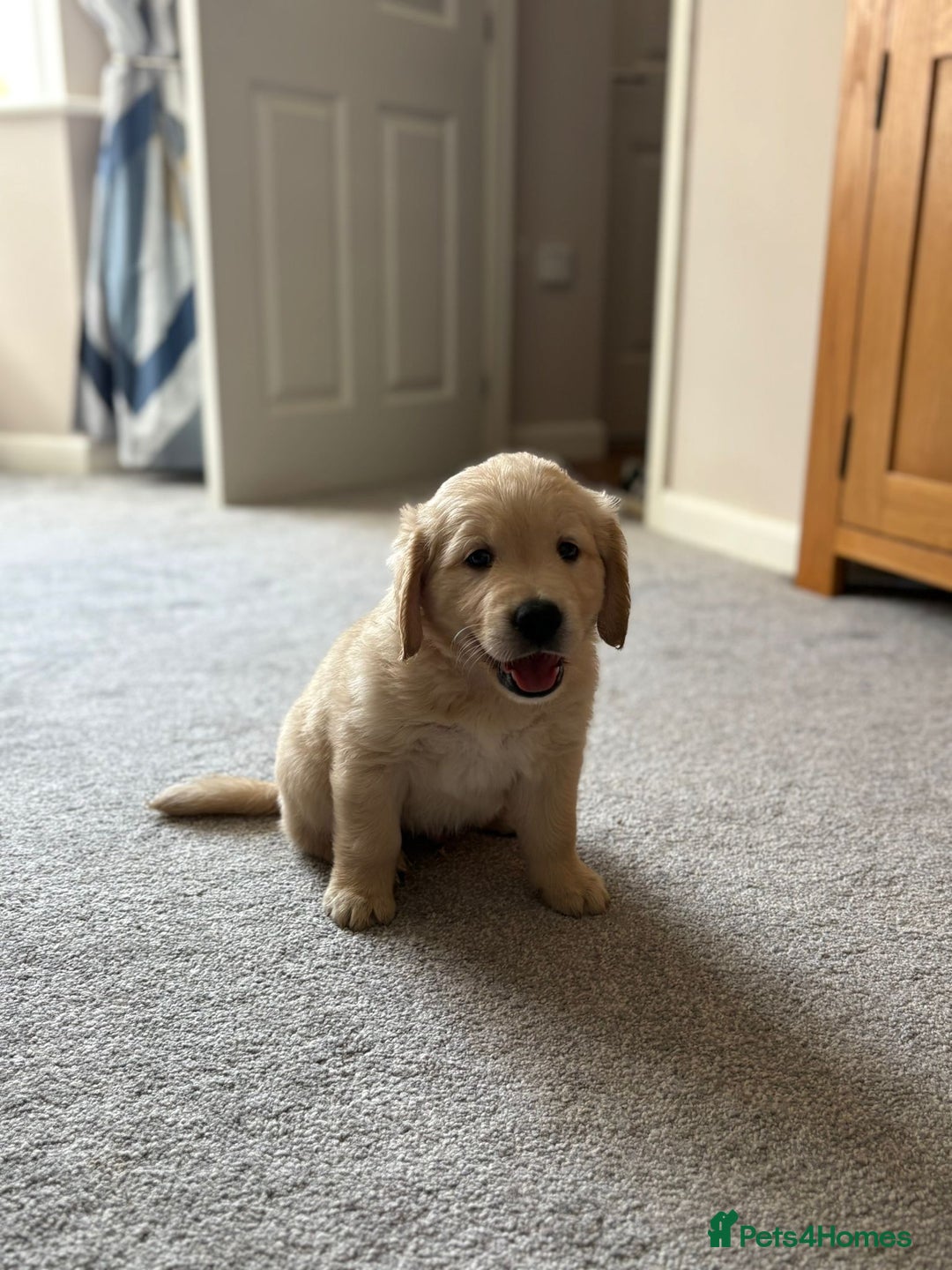 Golden Retriever dogs for sale: 5 Male Golden Retriever Galactic Puppies For Sale in Nottingham - Image 10