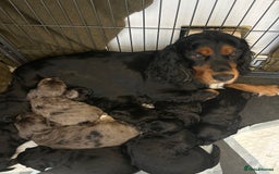 Cockapoo dogs for sale: Beautiful cockapoos  - Image 4