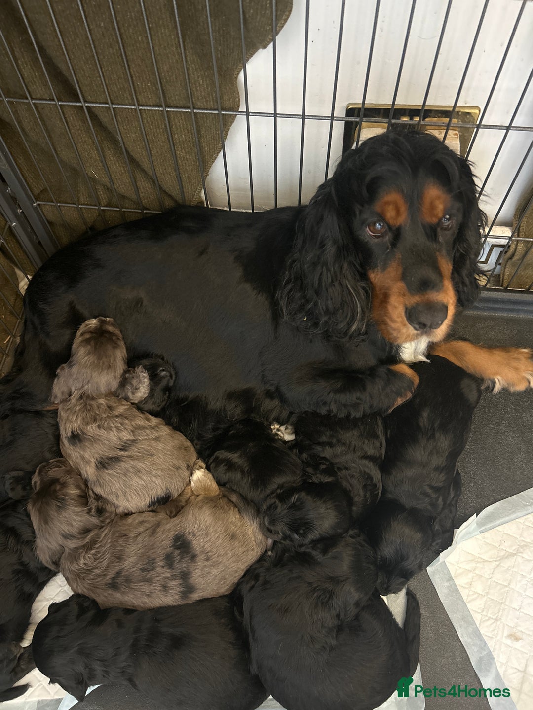 Cockapoo dogs for sale: Beautiful cockapoos  - Image 4