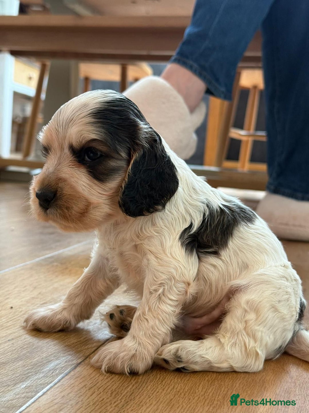 Cocker Spaniel dogs for sale: Exceptional litter of Show Type Cocker Spaniels - Advert 21