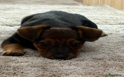 Jack Russell dogs for sale: Traditional Short-legged Jack Russell Boy. - Image 23