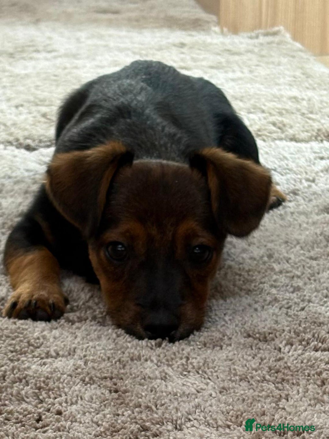 Jack Russell dogs for sale: Traditional Short-legged Jack Russell Boy. - Image 23