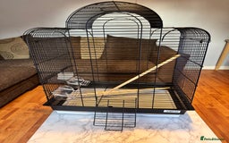 Budgerigars birds for sale: Male & female budgies  - Advert 6