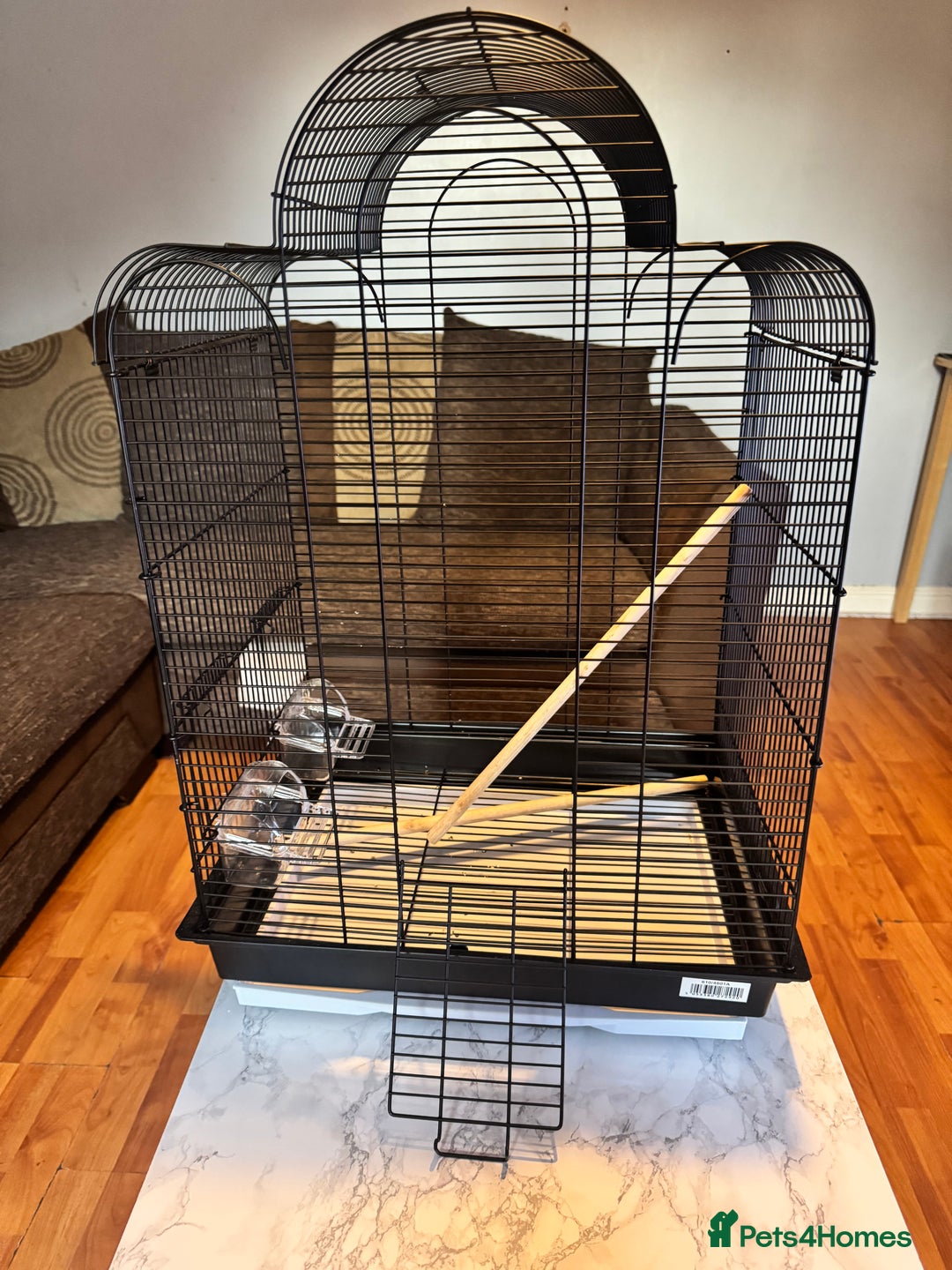 Budgerigars birds for sale: Male & female budgies  - Advert 6