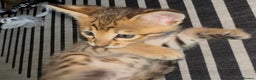 Savannah cats for sale: Excellent Quality Tica Registered Purebred kittens - Advert 9