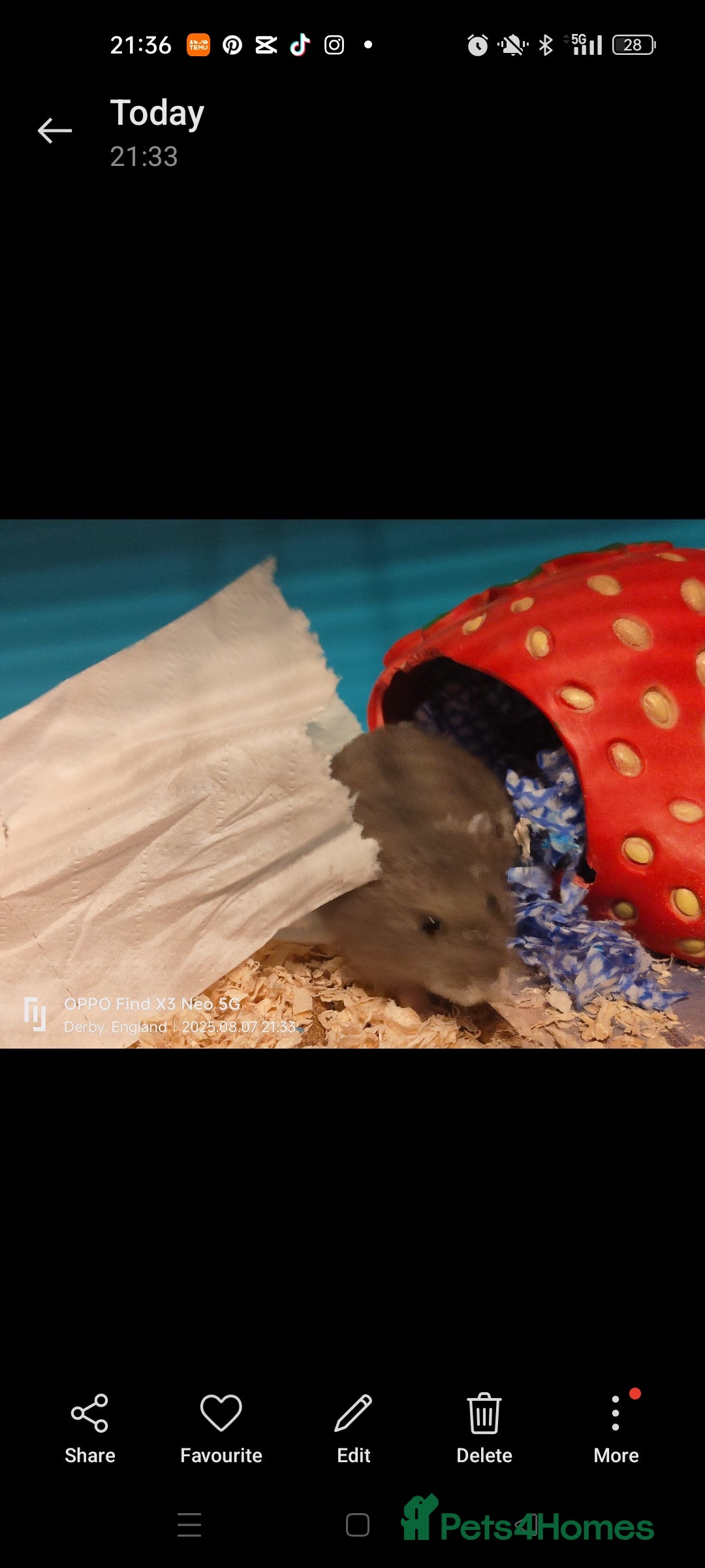 Hamster rodents for sale:  🐹 Dwarf hamster 🐹 - Image 2