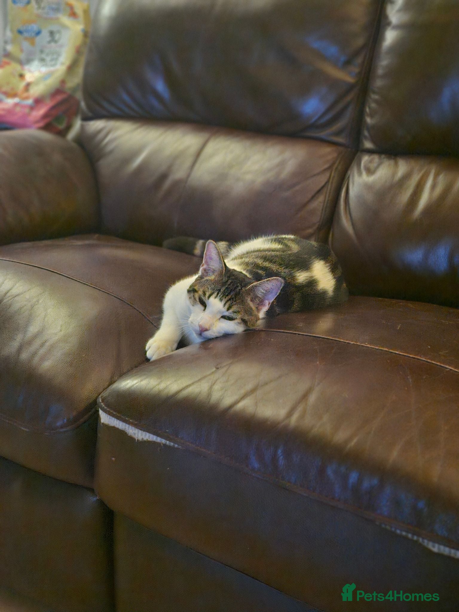 British Shorthair cats Sweet little girl needing her forever home  - Advert 8