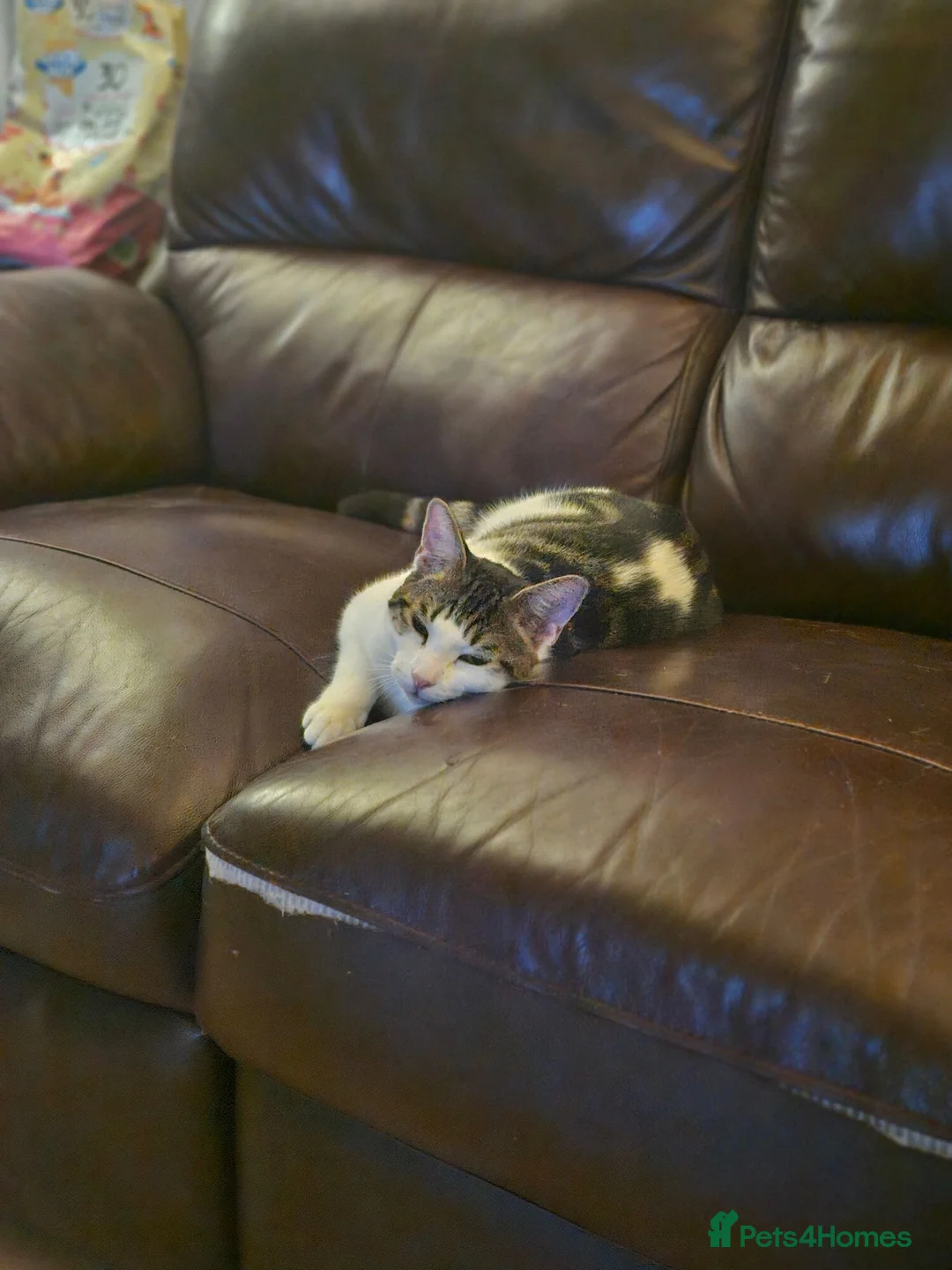 British Shorthair cats for sale: Sweet little girl needing her forever home  - Advert 1