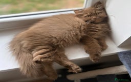 British Shorthair cats for sale: GCCF & TICA Active - CINNAMON GIRL🤎 - Image 11
