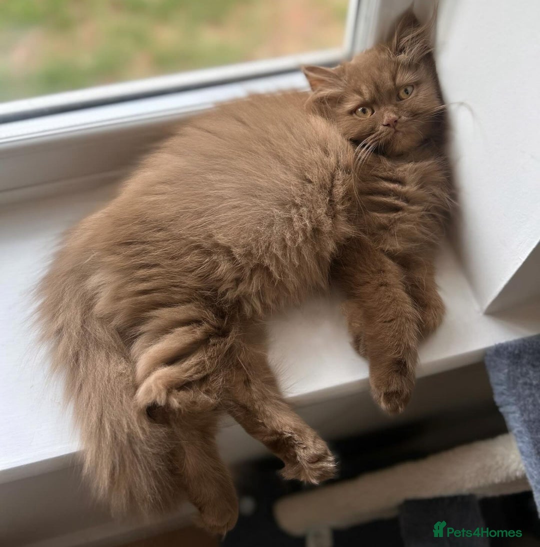 British Shorthair cats for sale: GCCF & TICA Active - CINNAMON GIRL🤎 - Image 11