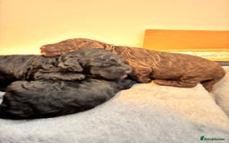 Cockapoo dogs for sale: 25%cocker spaniel 75% toy red poodle - Image 16