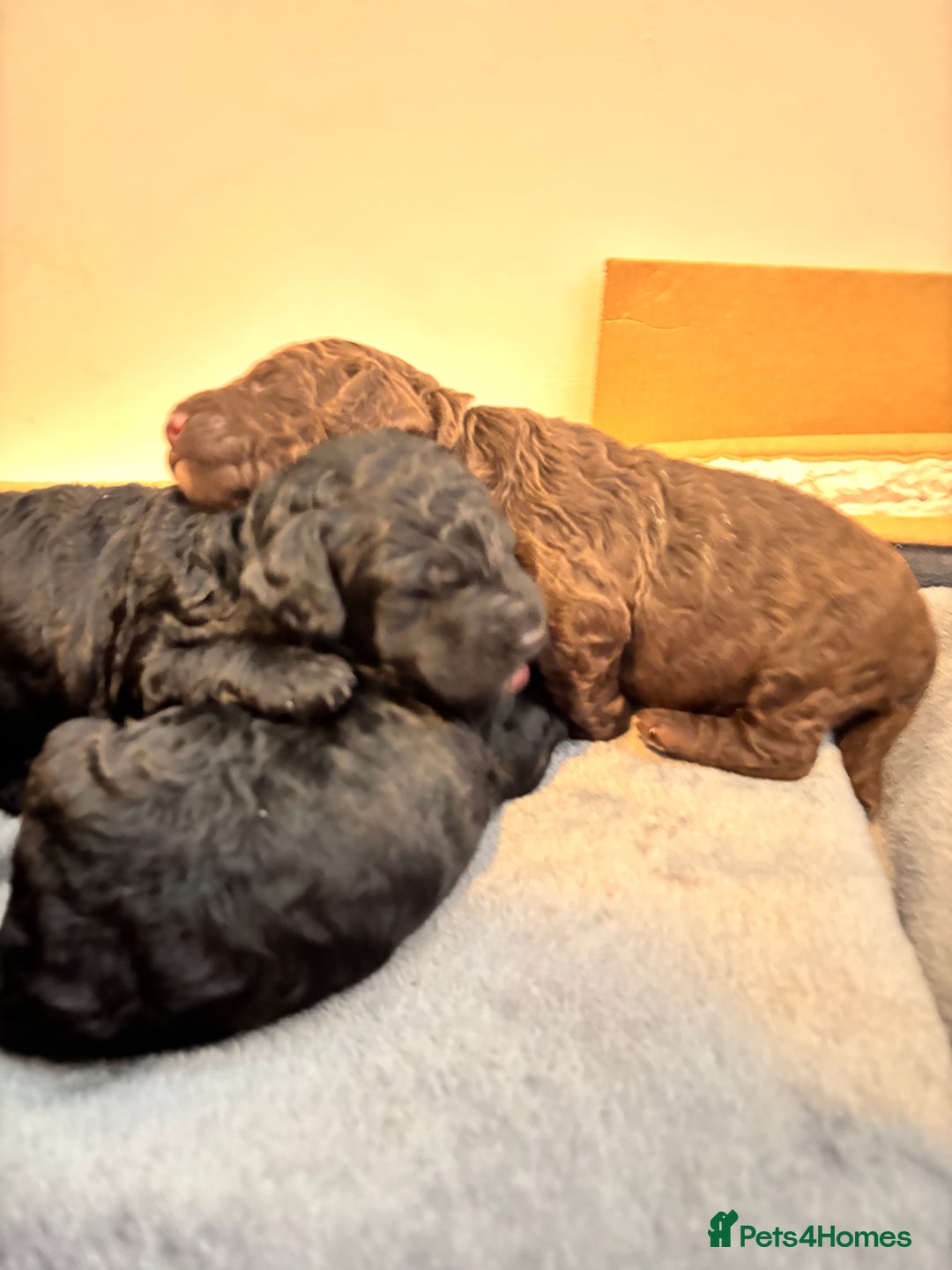 Cockapoo dogs for sale: 25%cocker spaniel 75% toy red poodle - Image 16