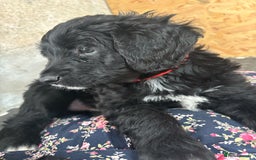 Portuguese Water Dog dogs for sale: Art Nouveau - Image 13
