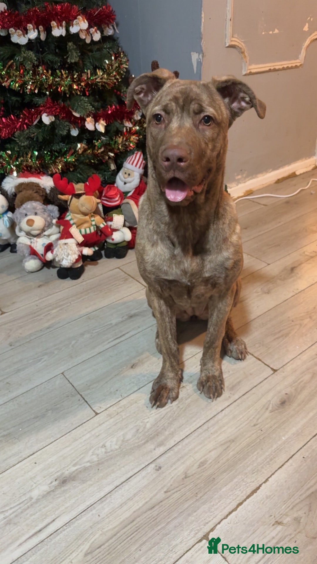 Mixed Breed dogs for sale: Roxy  - Advert 4