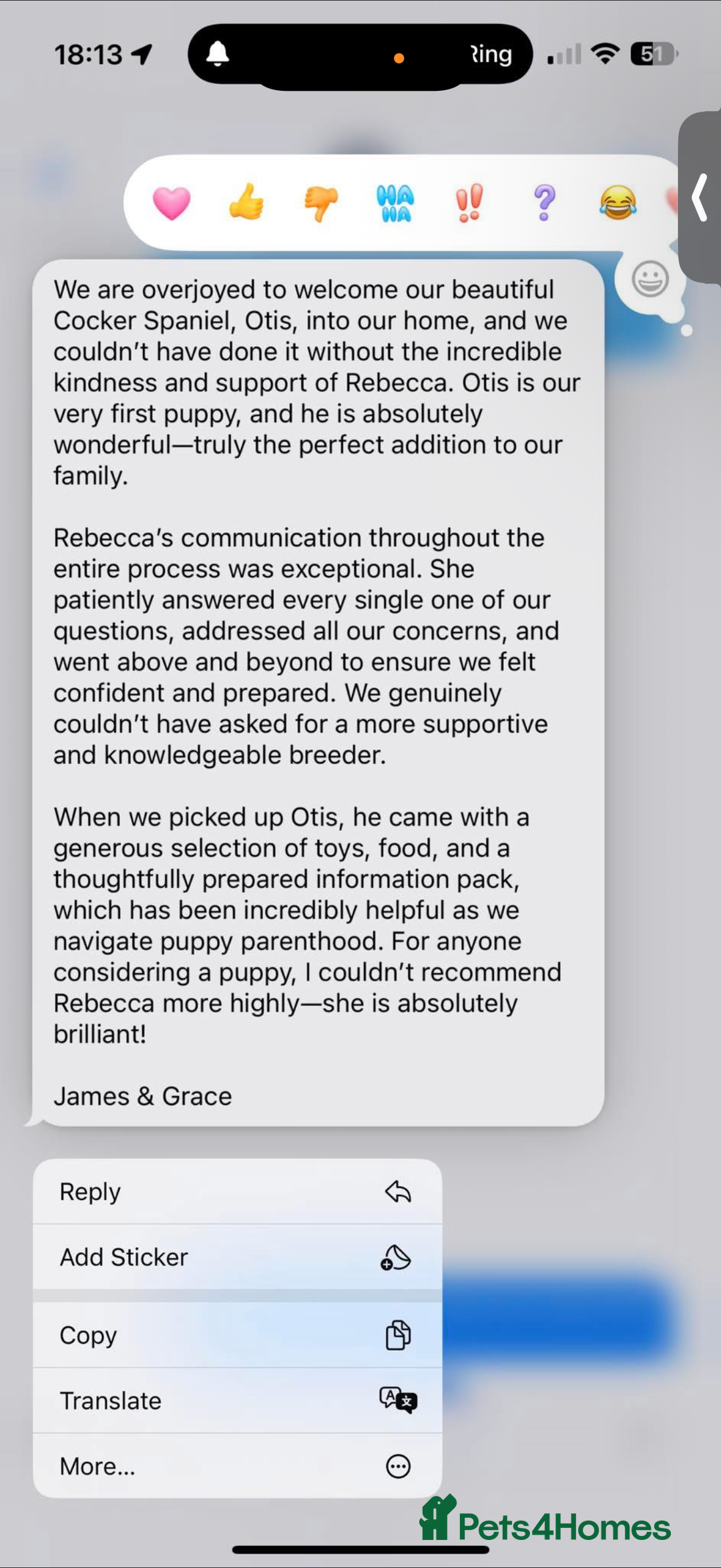 Cocker Spaniel dogs for sale: Showtype Cocker spaniel pups KC registered  - Advert 22