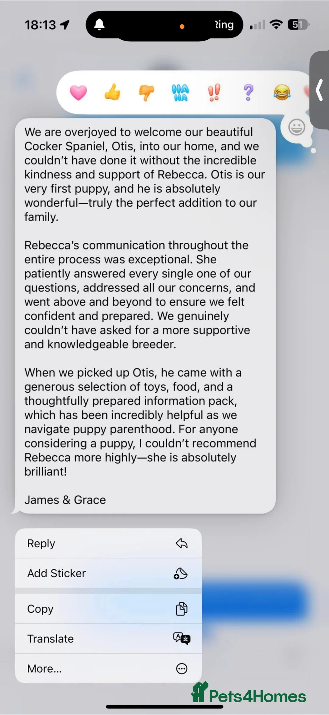 Cocker Spaniel dogs for sale: Showtype Cocker spaniel pups KC registered  - Advert 22