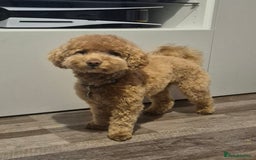 Poochon dogs for stud: Stunning Male poochon for stud  - Image 5