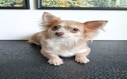 Chihuahua dogs for sale: Fluffy gorgeous chihuahua x Korean maltese  - Image 9