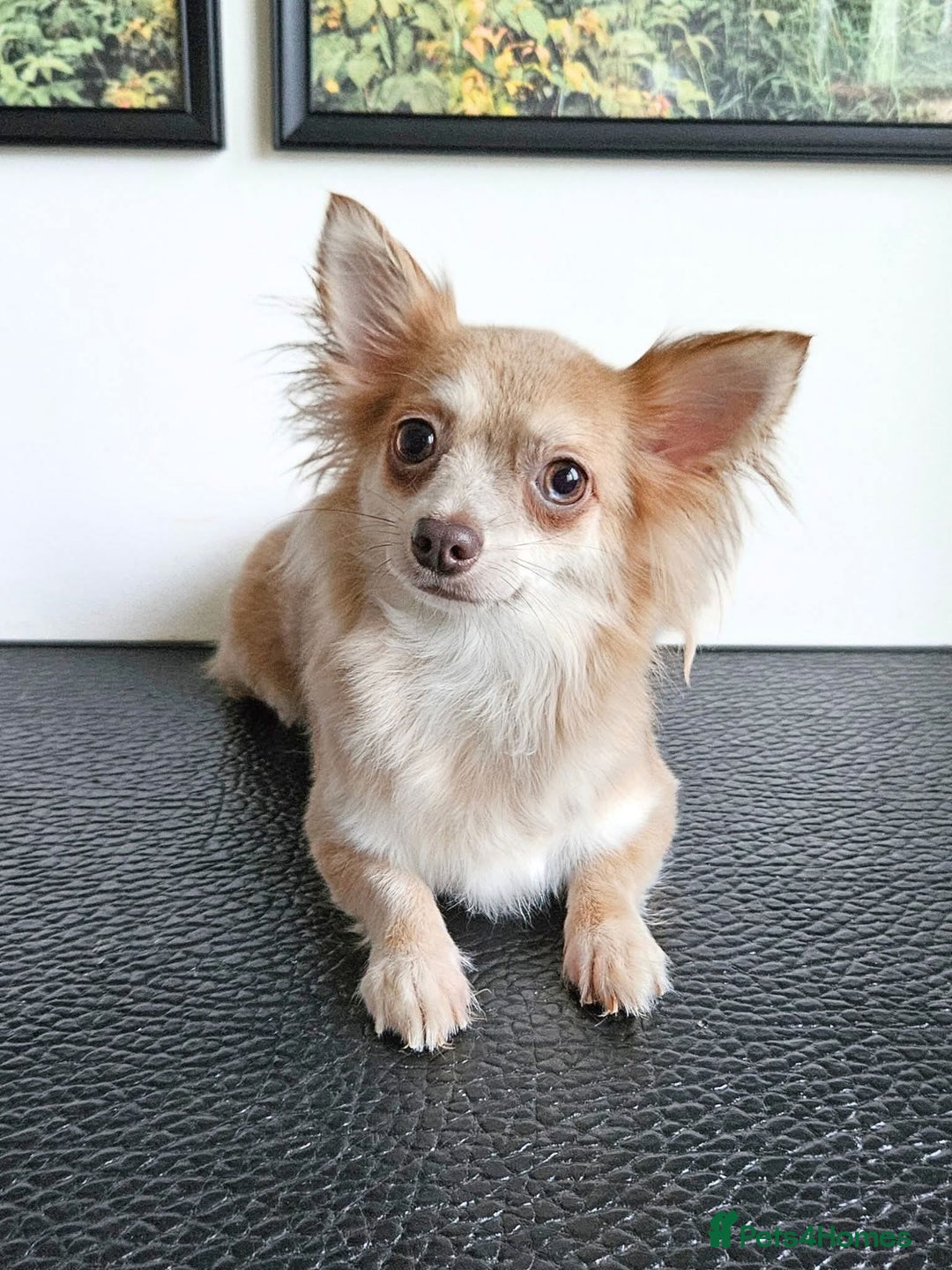 Chihuahua dogs for sale: Fluffy gorgeous chihuahua x Korean maltese  - Image 9