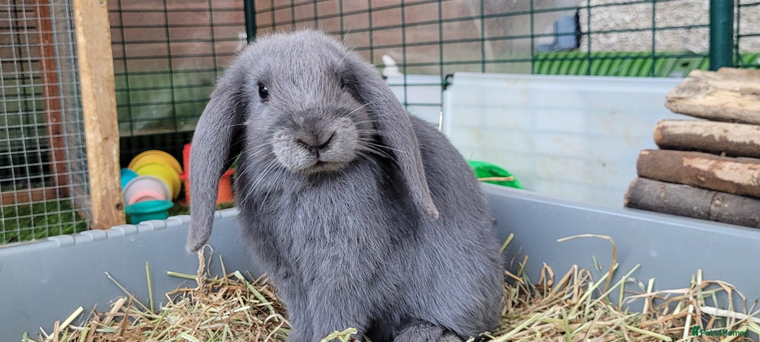 Mini Lop rabbits for sale: Beautiful Mini Lops - READY TO LEAVE  - Image 2