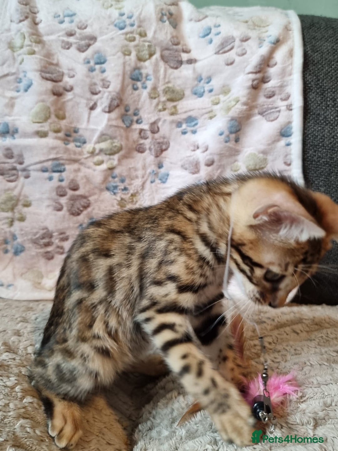 Bengal cats for sale: 🥰✨️2🐆Intelligent Beautiful FullBengal Kittens✨️ in Sutton - Image 32