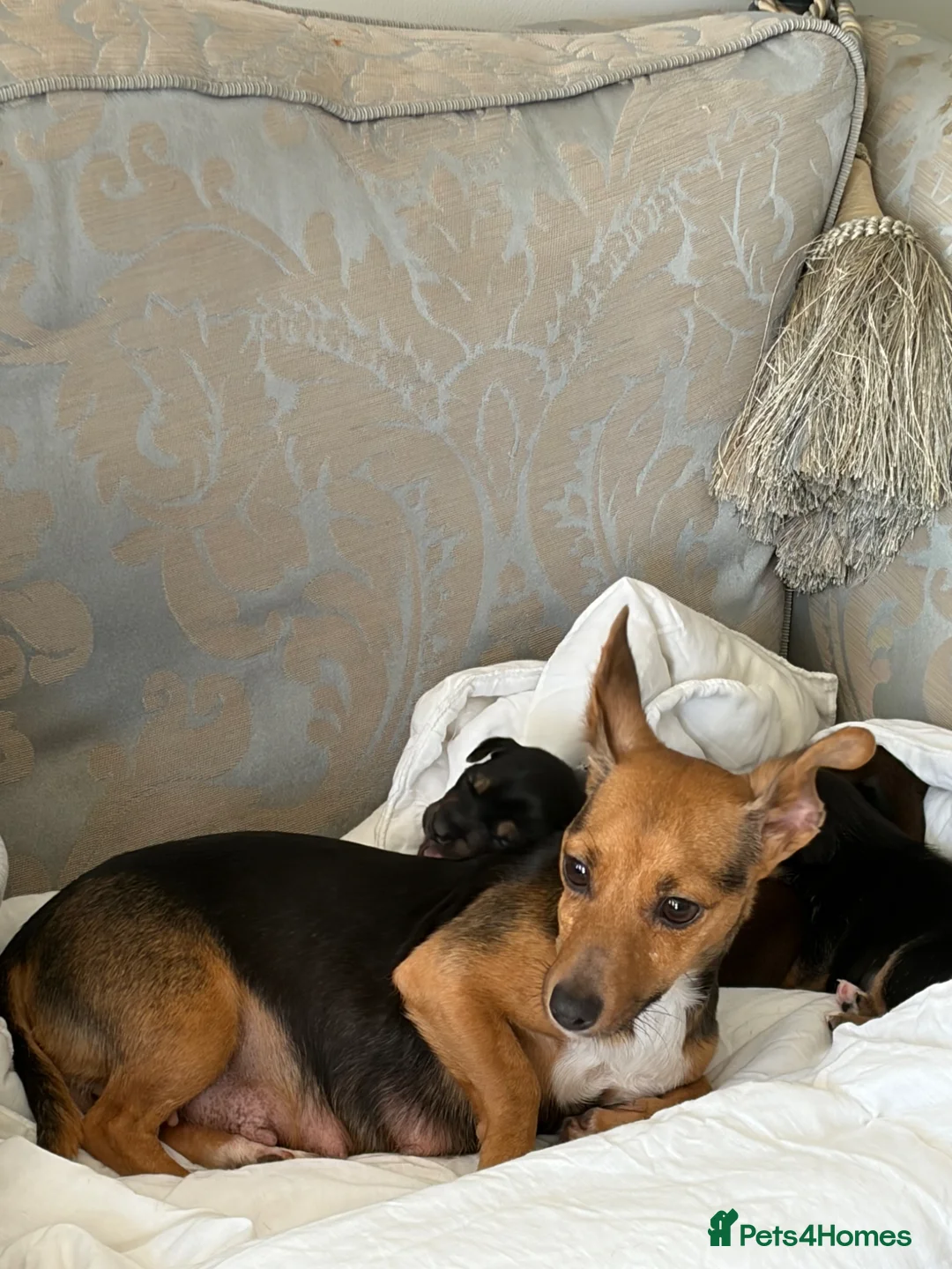 Jack Russell dogs for sale: Much wenlock russel - Advert 1
