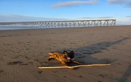 Mixed Breed dogs for sale: German shepard cross American bulldogs - Image 11