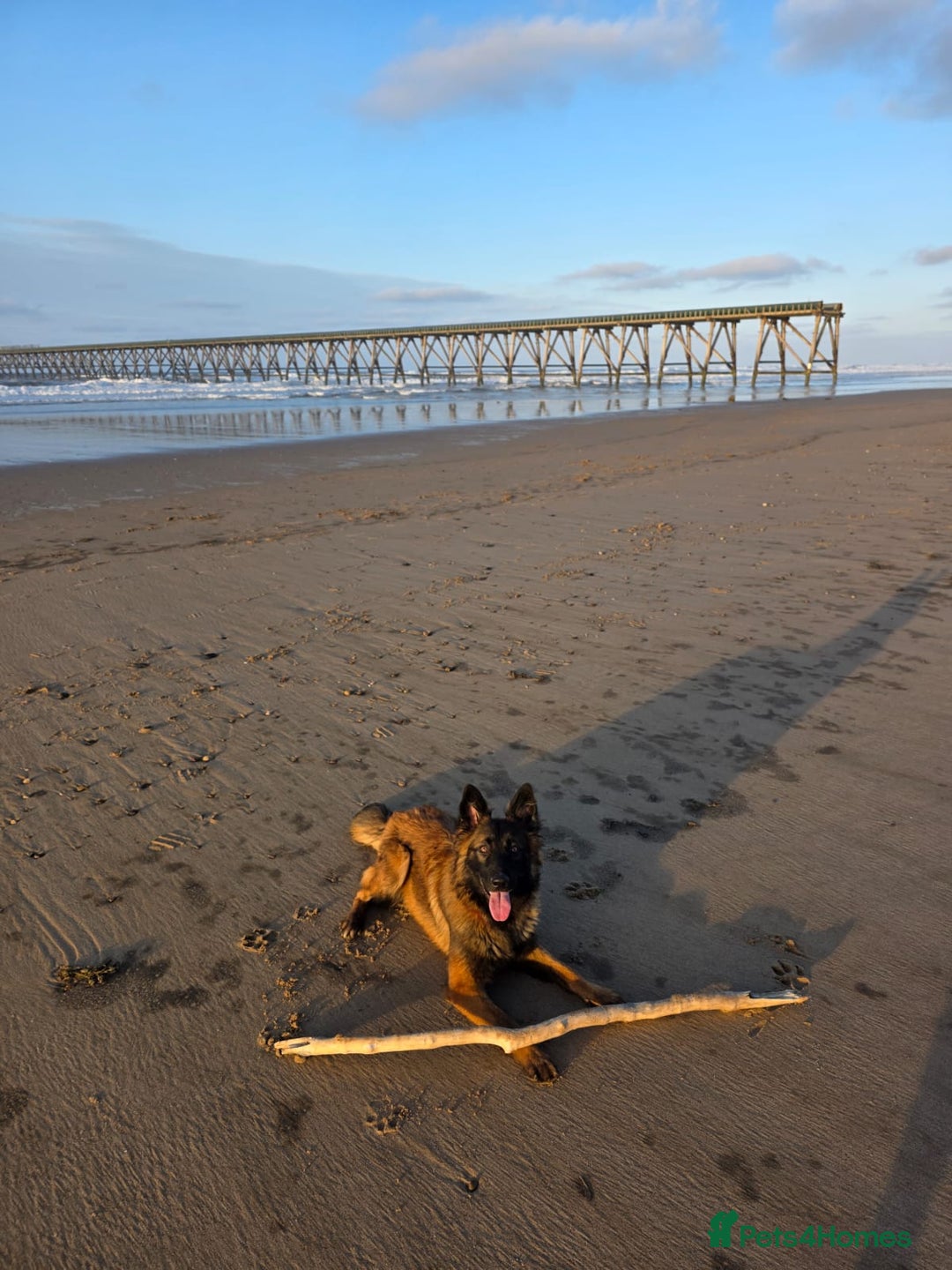 Mixed Breed dogs for sale: German shepard cross American bulldogs - Image 11